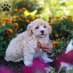 Benji, Havapoo Puppy